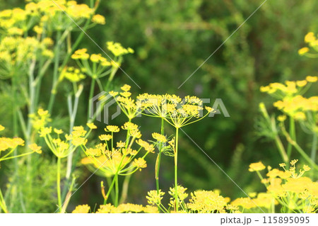 満開の茴香(ウイキョウ)の花 満開の茴香(ウイキョウ)の花 115895095