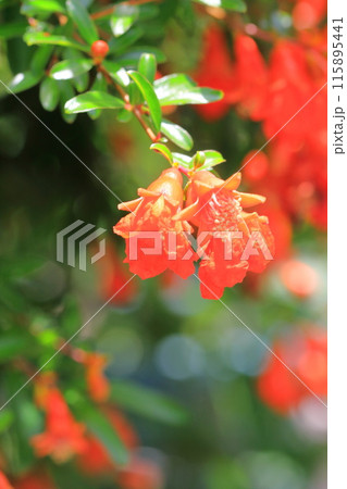 ヒメザクロ(チョウセンザクロ)の花と実 ヒメザクロ(チョウセンザクロ)の花と実 115895441