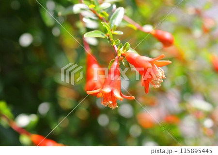 ヒメザクロ(チョウセンザクロ)の花と実 ヒメザクロ(チョウセンザクロ)の花と実 115895445