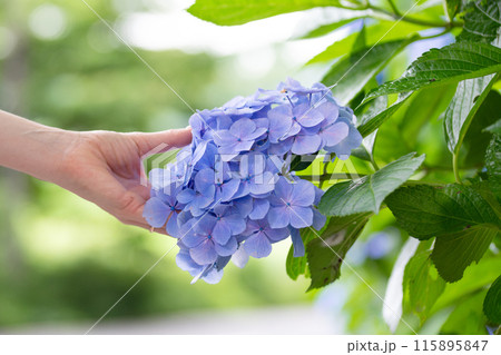 紫陽花に触る女性の手 紫陽花に触る女性の手 115895847