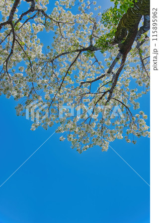 美しく満開に咲き誇る桜と青い空　桜のある公園 115895962