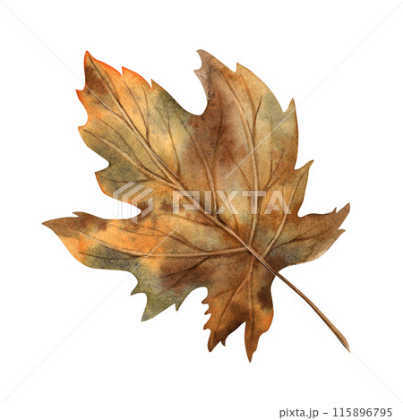 Maple leaf in yellow and orange shades. Watercolor botanical illustration drawn by hand in the autumn style. Suitable for the design of autumn holidays, congratulatory cards, invitations, posters Maple leaf in yellow and orange shades. Watercolor botanical illustration drawn by hand in the autumn style. Suitable for the design of autumn holidays, congratulatory cards, invitations, posters 115896795