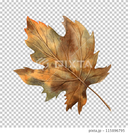 Maple leaf in yellow and orange shades. Watercolor botanical illustration drawn by hand in the autumn style. Suitable for the design of autumn holidays, congratulatory cards, invitations, posters Maple leaf in yellow and orange shades. Watercolor botanical illustration drawn by hand in the autumn style. Suitable for the design of autumn holidays, congratulatory cards, invitations, posters 115896795