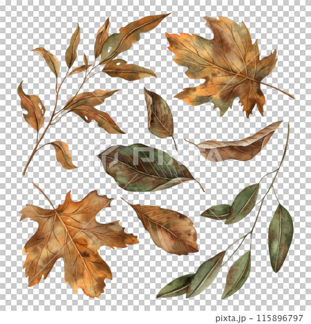 Autumn leaves at various stages of decay. The watercolor botanical collection is drawn by hand in the autumn style. For seasonal designs, in postcards, posters, wallpaper and educational materials Autumn leaves at various stages of decay. The watercolor botanical collection is drawn by hand in the autumn style. For seasonal designs, in postcards, posters, wallpaper and educational materials 115896797