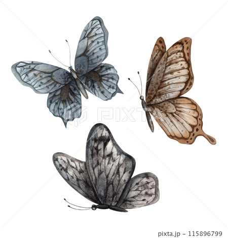 A set of butterflies in the Gothic style, black, blue and brown. The watercolor set is manually painted. For design and jewelry, cards and invitations for Halloween, alchemy, mysticism, witchcraft 115896799