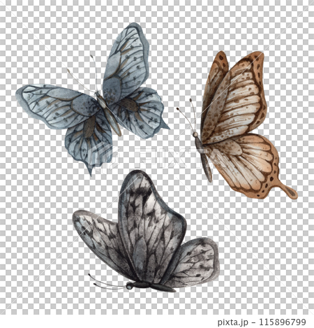 A set of butterflies in the Gothic style, black, blue and brown. The watercolor set is manually painted. For design and jewelry, cards and invitations for Halloween, alchemy, mysticism, witchcraft 115896799