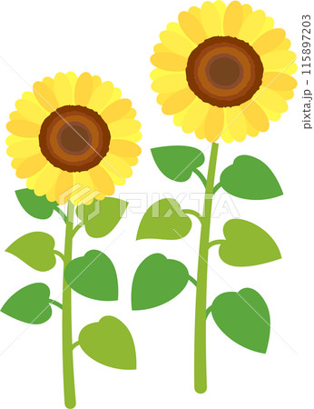 夏のシンプルなひまわりの花のイラスト素材 夏のシンプルなひまわりの花のイラスト素材 115897203