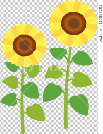 Simple summer sunflower flower illustration material Simple summer sunflower flower illustration material 115897203