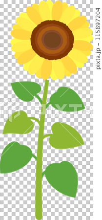 夏のシンプルなひまわりの花のイラスト 夏のシンプルなひまわりの花のイラスト 115897204