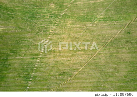 Aerial view of green farm fields in summer season with growing crops. Farming and agriculture industry 115897690