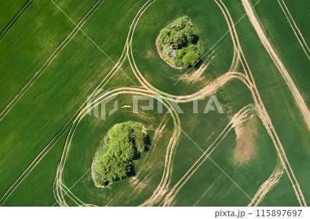Agricultural cultivated field in summer season with growing crops. Green farm fields. Farming and agriculture industry Agricultural cultivated field in summer season with growing crops. Green farm fields. Farming and agriculture industry 115897697