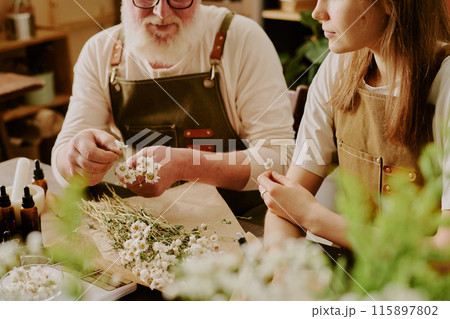 Young female intern assisting her perfume master with dried flowers sorting Young female intern assisting her perfume master with dried flowers sorting 115897802