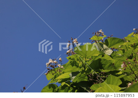 ハナキアサゲ ハナキアサゲ 115897953