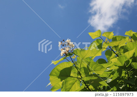 ハナキアサゲ ハナキアサゲ 115897973