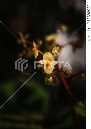 Begonia soli mutata, yellow flowers in the botanical garden on a dark background 115898050