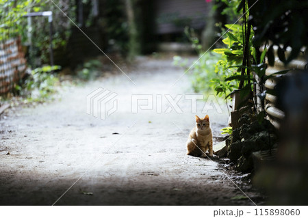 フクギ並木の猫 115898060