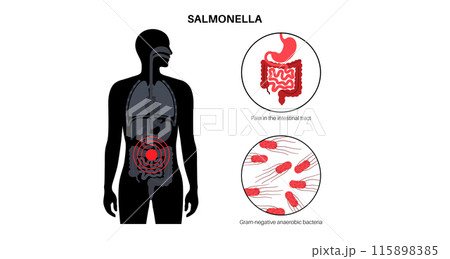 .Salmonella Typhimurium Cells 115898385