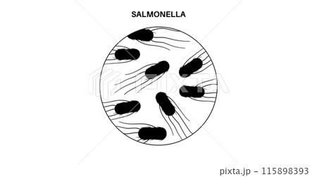 .Salmonella Typhimurium Cells .Salmonella Typhimurium Cells 115898393