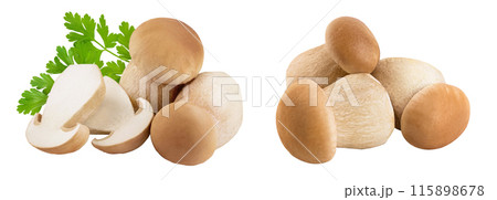 Fresh porcini cep mushroom isolated on white background with full depth of field Fresh porcini cep mushroom isolated on white background with full depth of field 115898678