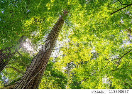 中尊寺　弁慶堂　もみじ　義経・弁慶の木像を安置　堂内の格天井には60種余りの草花が描かれています 115898687