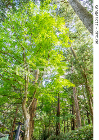 中尊寺 月見坂 江戸時代に植樹された樹齢300年の老杉が木陰を作り参拝客を迎え荘厳な雰囲気 中尊寺 月見坂 江戸時代に植樹された樹齢300年の老杉が木陰を作り参拝客を迎え荘厳な雰囲気 115898695