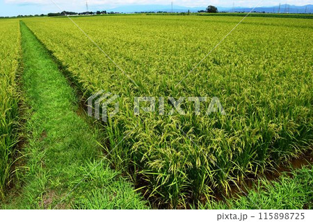 稔り始めた稲穂 庄内米 115898725