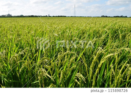 稔り始めた稲穂 庄内米 115898726