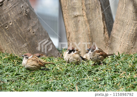 和らぎの庭のスズメ 115898792