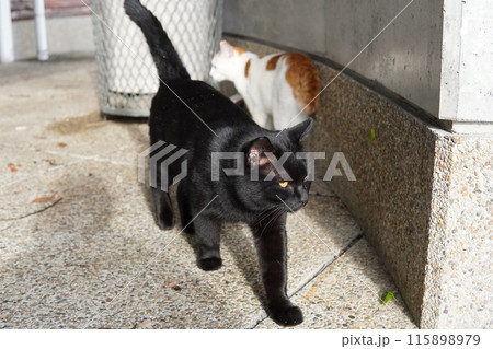 なかなか見れない猫の可愛い表情 115898979