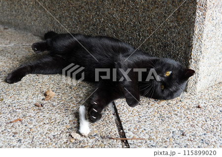 なかなか見れない猫の可愛い表情 115899020