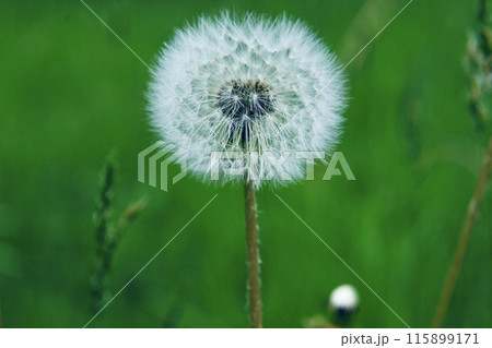 雨季に咲く草花 雨季に咲く草花 115899171
