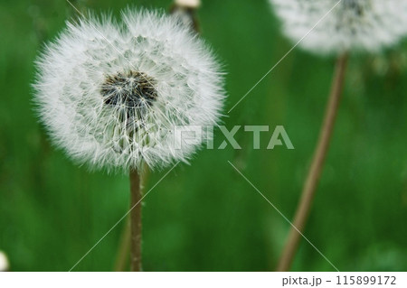 雨季に咲く草花 雨季に咲く草花 115899172