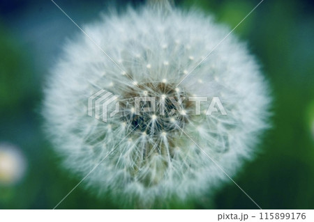 雨季に咲く草花 115899176