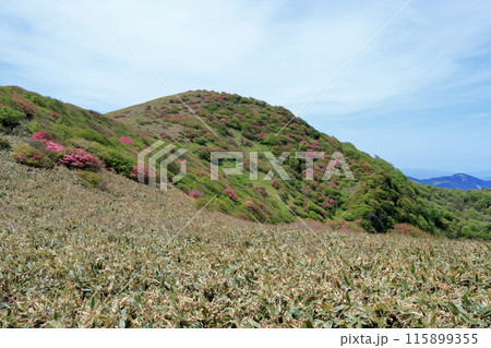 おおかわみね　ツルギミツバツツジの群生　（愛媛県　四国カルスト） 115899355