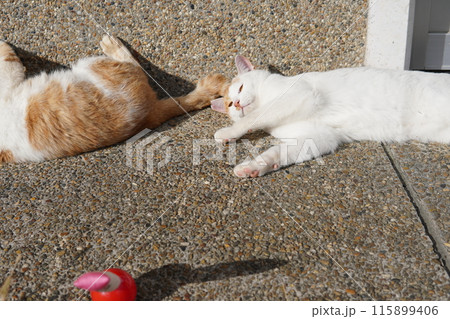 壊れた猫じゃらしで遊ぶ可愛い猫 壊れた猫じゃらしで遊ぶ可愛い猫 115899406