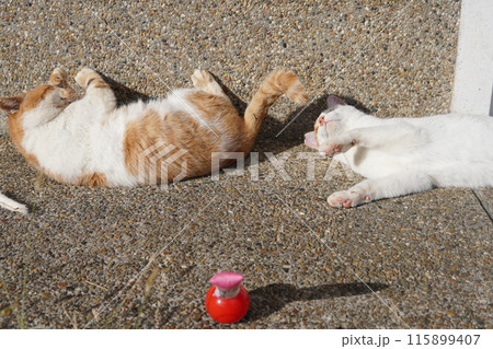 壊れた猫じゃらしで遊ぶ可愛い猫 壊れた猫じゃらしで遊ぶ可愛い猫 115899407