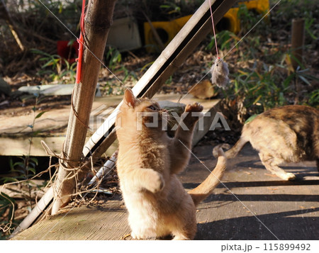 可愛い子猫が無邪気に遊ぶ時の顔 可愛い子猫が無邪気に遊ぶ時の顔 115899492