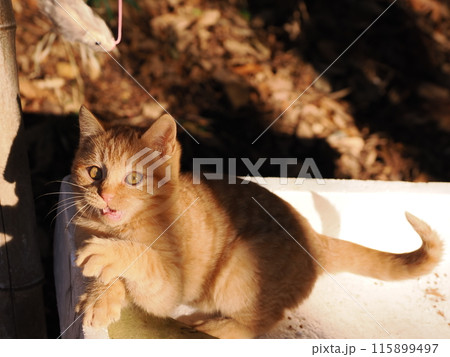 可愛い子猫が無邪気に遊ぶ時の顔 115899497