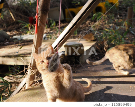 可愛い子猫が無邪気に遊ぶ時の顔 115899499