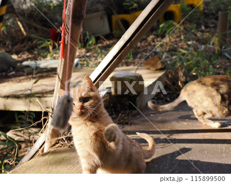 可愛い子猫が無邪気に遊ぶ時の顔 115899500
