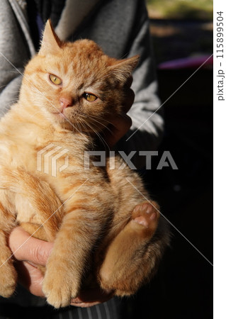可愛い子猫が無邪気に遊ぶ時の顔 可愛い子猫が無邪気に遊ぶ時の顔 115899504