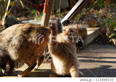 可愛い子猫が無邪気に遊ぶ時の顔 115899519