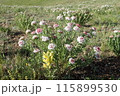 高山植物オオハナウドとヒメキンギョソウ 115899530