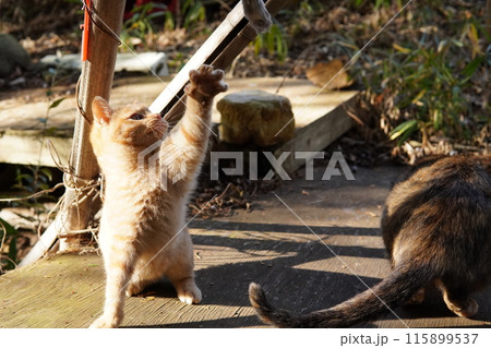 可愛い子猫が無邪気に遊ぶ時の顔 115899537