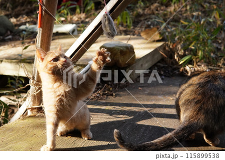 可愛い子猫が無邪気に遊ぶ時の顔 115899538