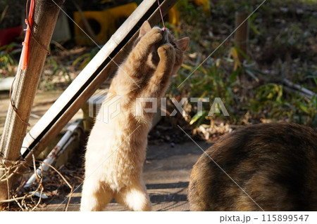 可愛い子猫が無邪気に遊ぶ時の顔 115899547