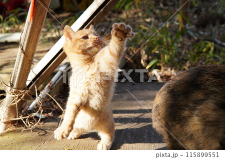 可愛い子猫が無邪気に遊ぶ時の顔 115899551