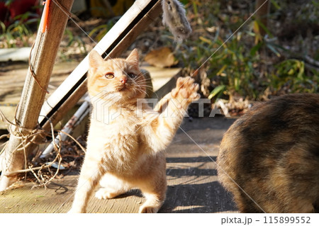 可愛い子猫が無邪気に遊ぶ時の顔 115899552