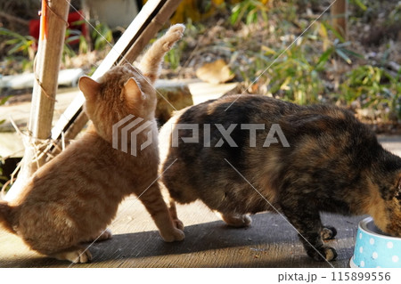 可愛い子猫が無邪気に遊ぶ時の顔 115899556