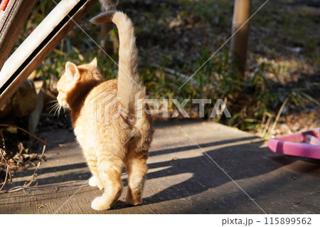 可愛い子猫が無邪気に遊ぶ時の顔 可愛い子猫が無邪気に遊ぶ時の顔 115899562